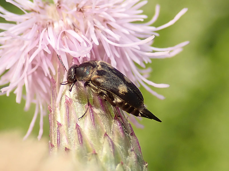 Mordellidae: Variimorda cfr. villosa